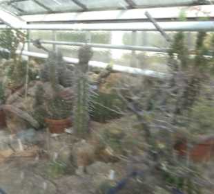 Gewächshäuser Botanischer Garten