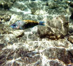 Fisch neben Korallenrief