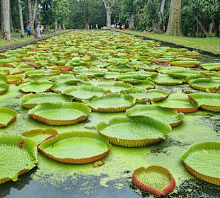 Sir Seewoosagur Ramgoolam Botanical Garden / Pamplemousses B