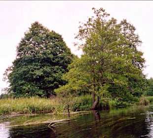 Bäume an der Czarna Hancza