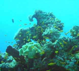 Schnocheln am Strand