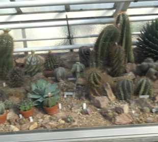 Gewächshäuser Botanischer Garten