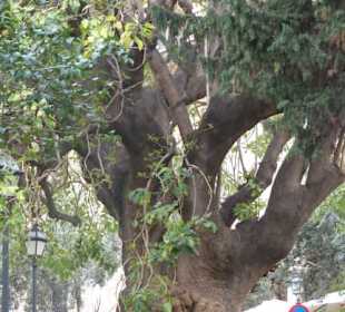 Bäume in der Stadtmitte