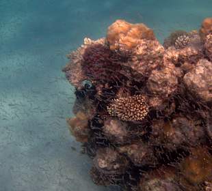 Schnorcheln Sahl Hasheesh