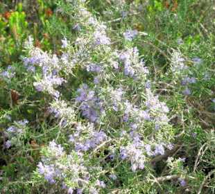 Rosmarin in voller Blüte