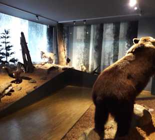 Tiere im Wald / Exponat