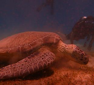 Tauchen Marsa Alam