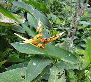 Poring Hot Springs - Schmetterlingsgarten