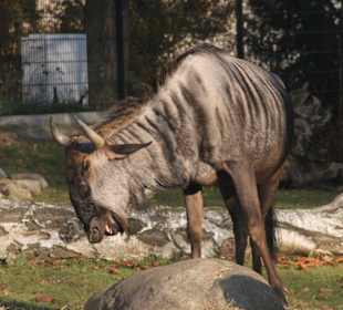 Zoo Rostock