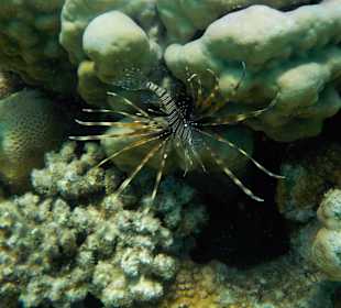 Schnorcheln in Abu Dabbab