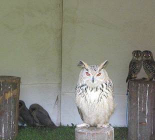 Mittelalterliches Spectaculum 
