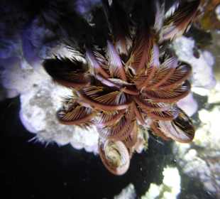 Ночная лилия