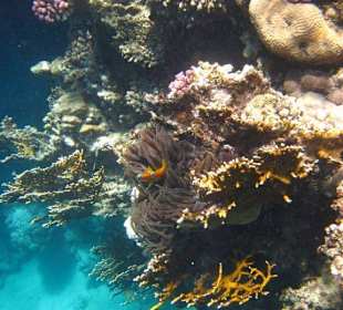 Rotmeeranemonenfisch