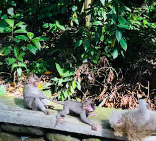 Affenwald in Ubud 