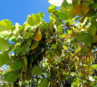 Impressionen von der Playa Porto Mari