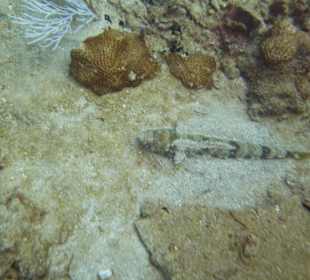 Tauchen am Wrack der Fähre in der Bucht Samana