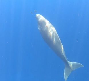 Delfin Tour Marsa Alam