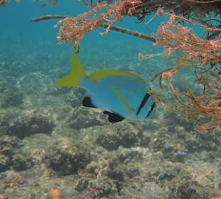 Schnorcheln Marsa Alam 