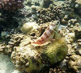 Unterwasserfoto am Hausriff