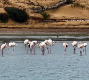 Nationalpark Souss Massa mit Safari und Steilküste