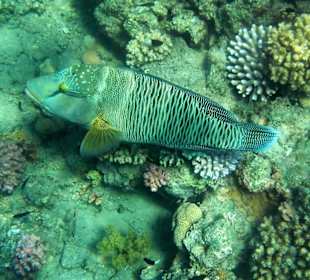 Jugendlicher Napoleon