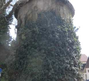 Bummel durch die östliche Allee