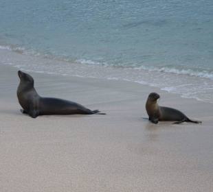 Viele Seelöwen teilweise mit Jungtieren