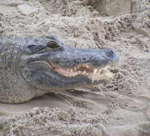 Miami Landgang Everglades