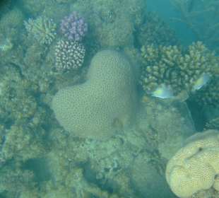 Schnorcheln am Riff
