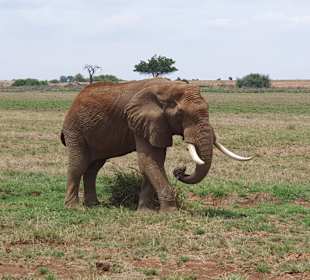 Ein einzelner auf der Wiese