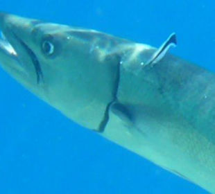 Hausriff - Barracuda