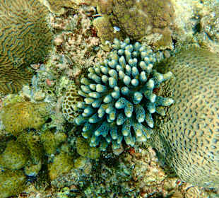 Unterwasserwelt Musandam