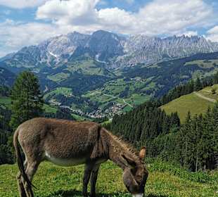 Wandern Mühlbach