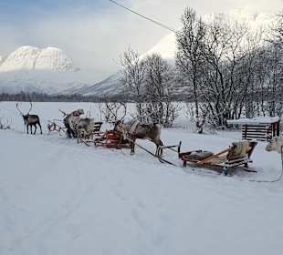 Die Rentiere warten auf die Gäste