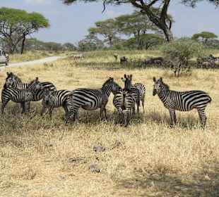 Zebra lazin in the shade
