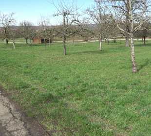 Gomaringer Rundweg - Zu den Giganten im Wald