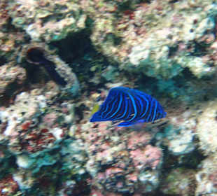 Unterwasserwelt Musandam