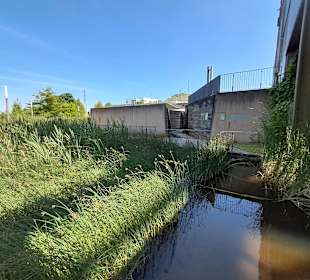 Naturschutzgebiet Grube Reden in Schiffweiler