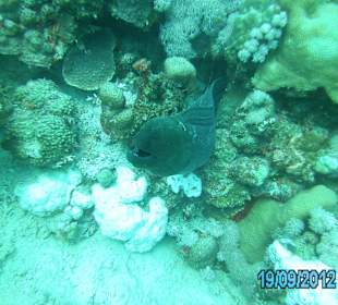 Muräne beim Tauchen entdeckt