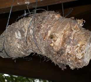 Kartoffel aus La Gomera