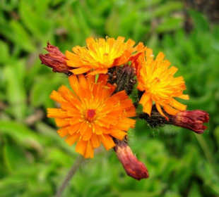 Garten des 21. Jahrhunderts - 2