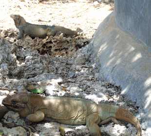 Leguane in der Parkanlage