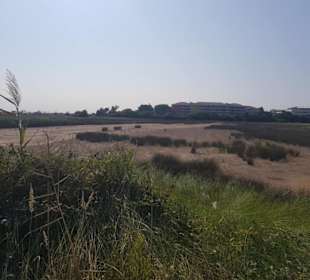 Sehr stachelig die Dinger