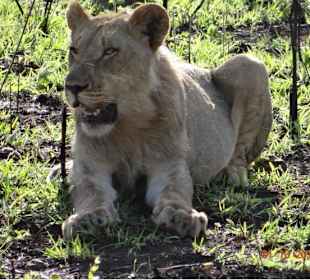 Young Male Lion seen on our Safari Near Durban
