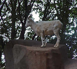 Bergziege