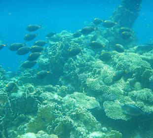 Die Fischvielfalt an der Rohanou Bucht