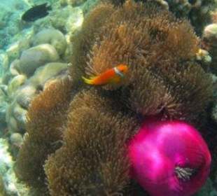 Hausriff Filitheyo Island