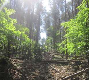Westwallweg Oberotterbach