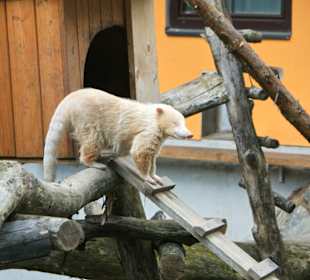 Kameltheater & Weißer Hof