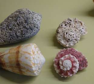 Rundgang durch das Muschelmuseum Wremen